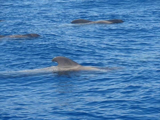navegando junto a ballenas